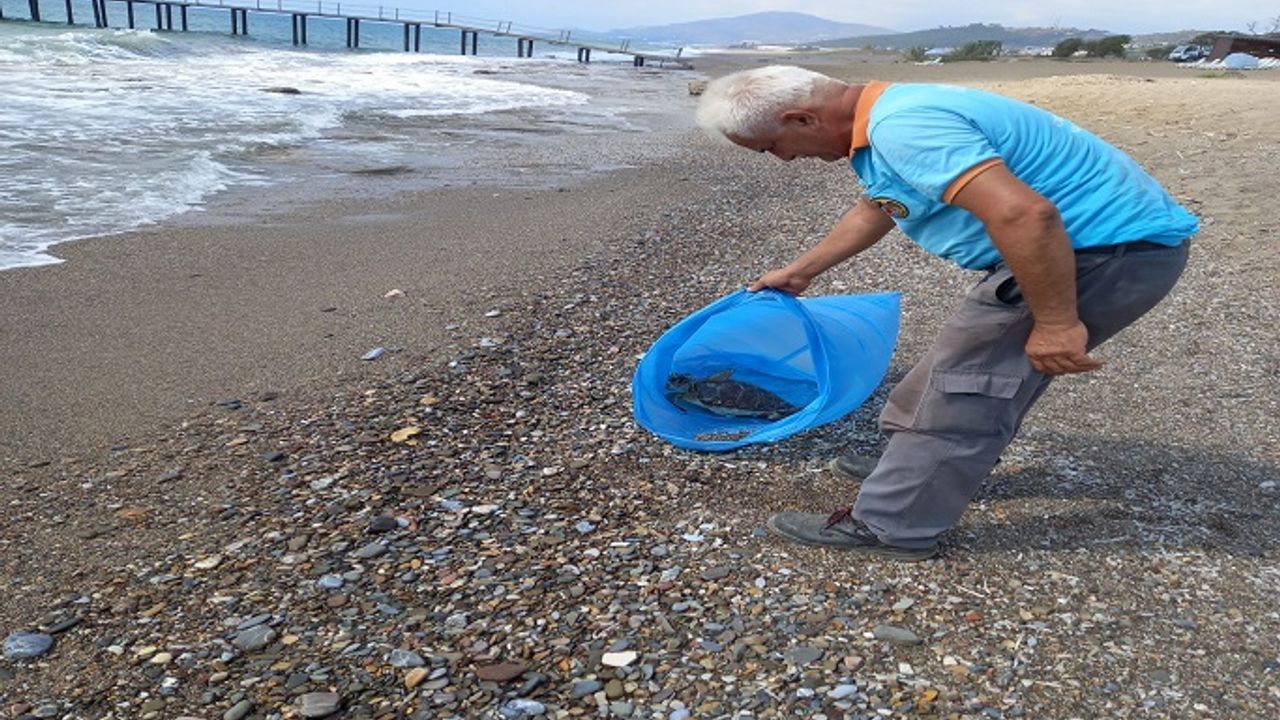 ALANYA YEŞİLÖZ SAHİLİNDE BOYNU KESİLMİŞ CARETTA CARETTA BULUNDU!