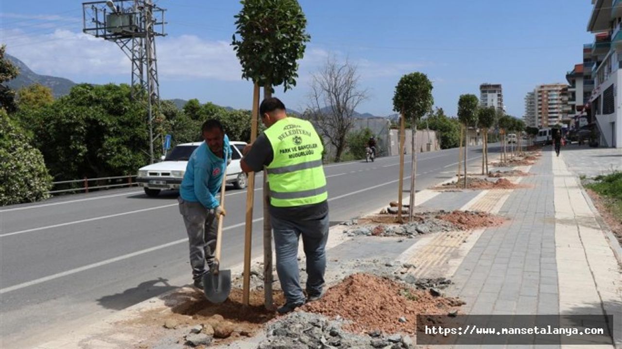 ALANYA BELEDİYESİ DAHA YEŞİL BİR ALANYA İÇİN ÇALIŞMALARINA DEVAM EDİYOR