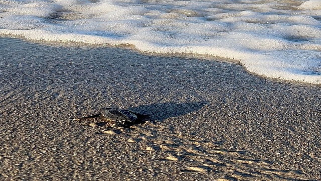 GÜNÜN EN GÜZEL HABERİ. ALANYA'DA MEZARLIKTA DUA EDERKEN CARETTA YAVRUSUYLA KARŞILAŞTI. İYİ SEYİRLER!