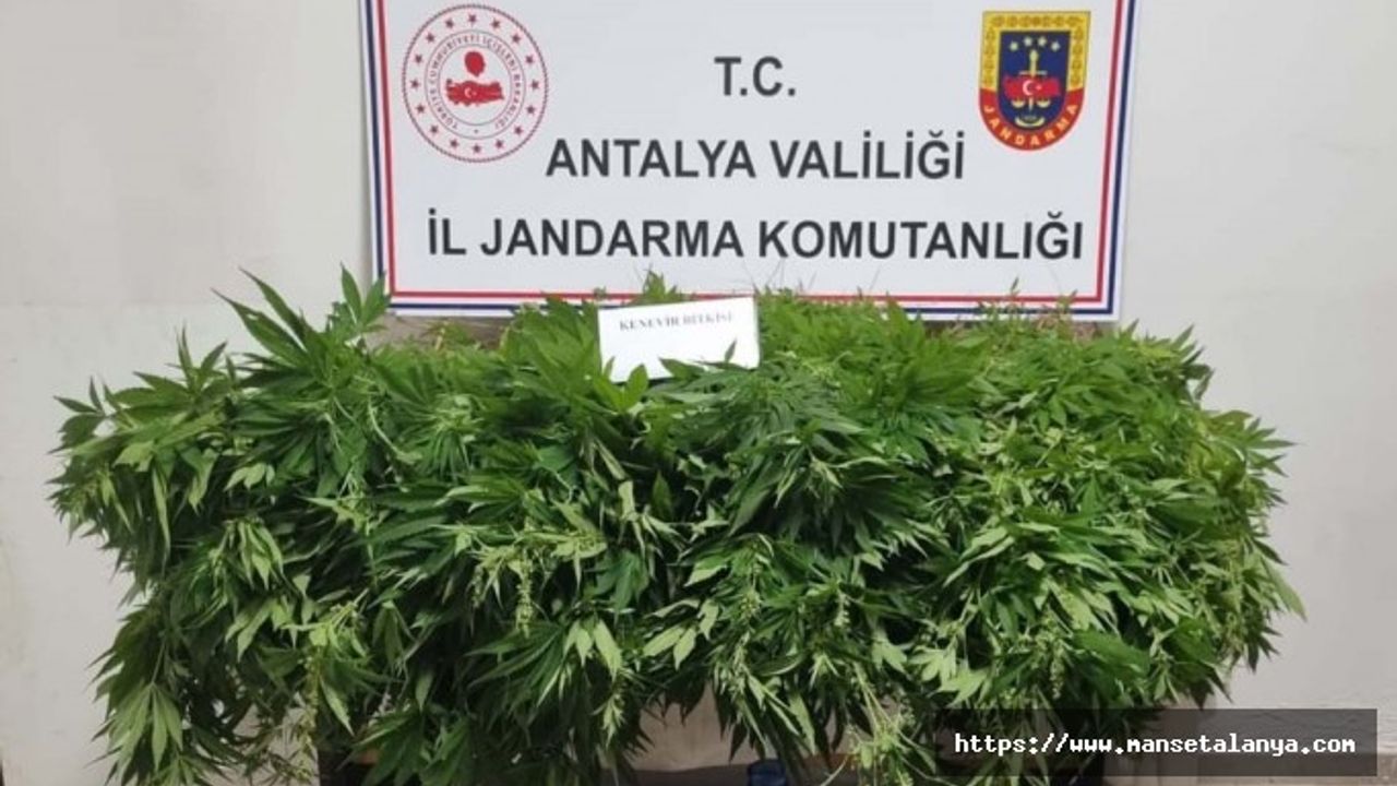 KARGICAKTA BİR BAHÇEDE 10 KÖK HİNT KENEVİRİ ELE GEÇİRİLDİ