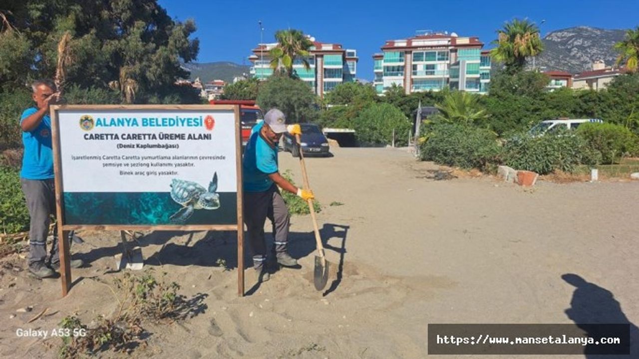 ALANYA BELEDİYESİ’NDEN CARETTA CARETTALARA ÖZEL ÇALIŞMA YUMURTLAMA ALANLARI İŞARETLENDİ