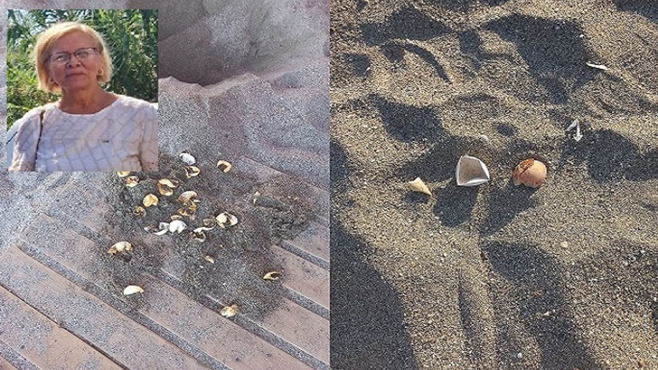 ALÇED BAŞKANI KAYHAN'I ŞAŞIRTAN OLAY. CARETTA CARETTALAR BU YIL AĞUSTOS AYINDA SAHİLLERE GELEREK YUMURTA BIRAKTI!
