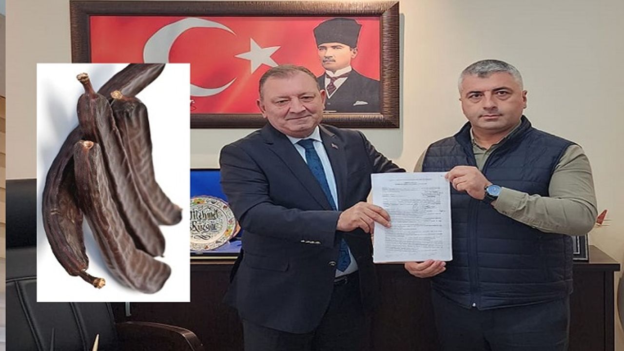 ALANYA'DA KEÇİBOYNUZU ÜRETİCİLER BİRLİĞİ KURULDU