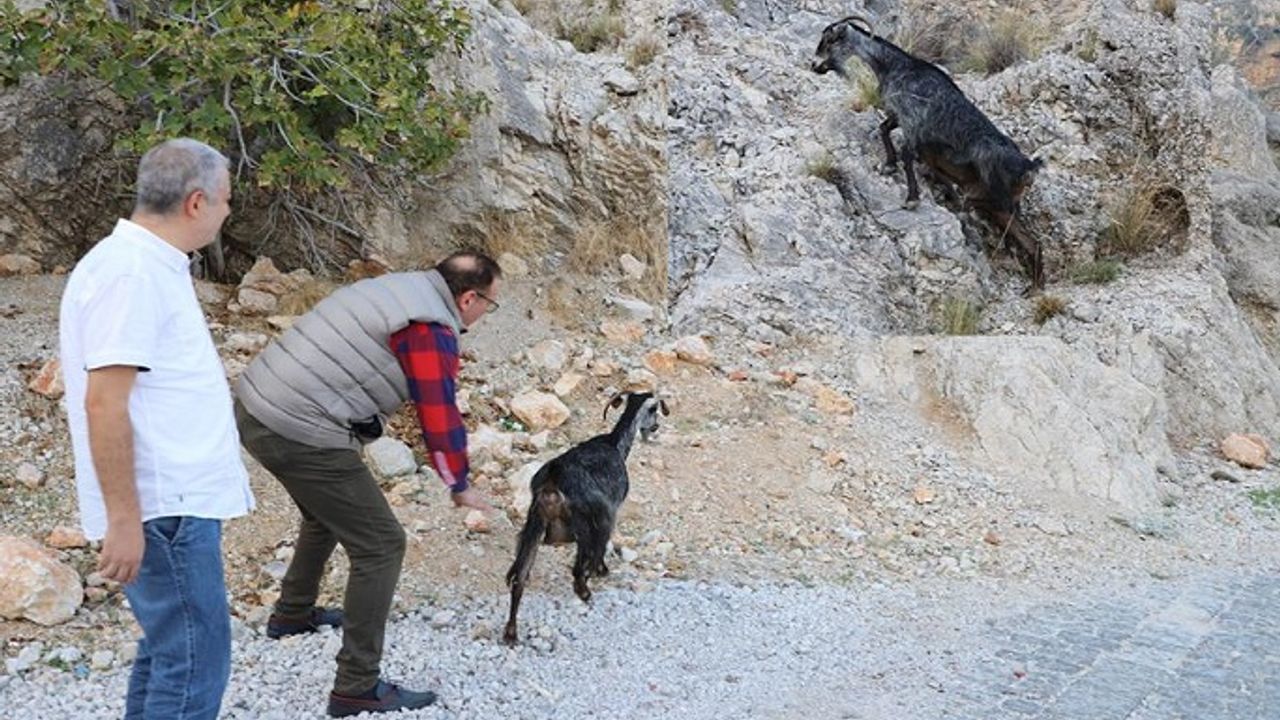 YARALI KEÇİ TEDAVİSİNİN ARDINDAN KALEYE BIRAKILDI