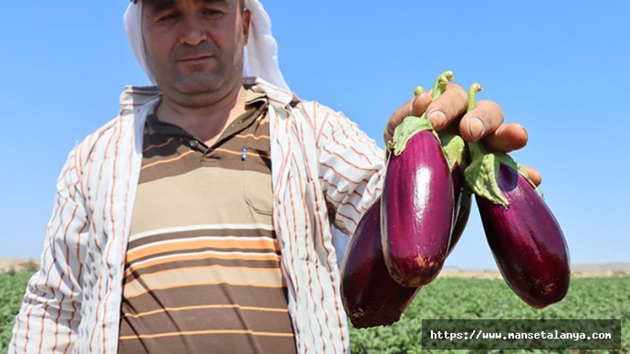 ALANYALI ÜRETİCİ PARA ETMEYEN ÜRÜNÜNÜ KOYUNLARA YEM ETTİ