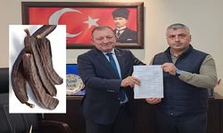 ALANYA'DA KEÇİBOYNUZU ÜRETİCİLER BİRLİĞİ KURULDU
