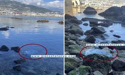 ÖZEL HABER: ALANYA TERSANE BÖLGESİNE DENİZ ANASI SAHİLE VURDU!