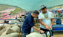 "Kurban Bayramı Öncesi Alanya'da Hayvan Pazarlarında Titiz Denetimler!"