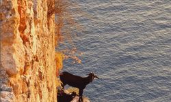 Alanya Kalesi'nde Dağ Keçilerinin Şovu Turistleri Büyülüyor