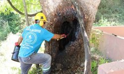 Alanya'da Asırlık Ağaçlar Gelecek Nesillere Emanet Ediliyor