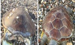 Caretta Caretta’nın Trajik Sonu: Alanya’da Kafası Kopmuş Bulundu