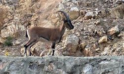 Gündoğmuş’ta Yaban Keçisini Avlayan Şahsa 661 Bin Lira Ceza Kesildi