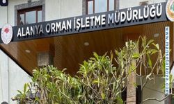 Alanya Orman İşletme Müdürlüğü'nden Büyük İhale: 88 Ürün Satışa Çıkıyor