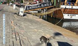 ALANYA BALIKÇI BARINAĞI’NA 40 MİLYONLUK ONARIM MÜJDESİ TÜRKLER TEKNE BARINAĞI TASARRUFA TAKILDI
