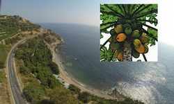 Çin Mutfağına Yeşil, Pazara Sarı: Alanya Papayada da Söz Sahibi