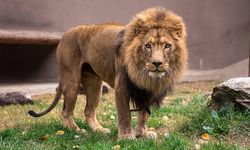 Aslan Safariyi Bitirdi: Kafese Geri Döndü! Manavgat’ta Kaçak Aslan Yakalandı