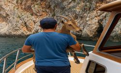 Alanya’da Dağ Keçisine Kahraman Kurtarma Operasyonu