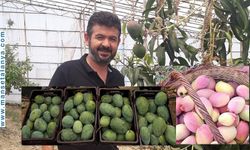 Alanya, Mangoda Türkiye’yi Taşıyor: 8.200 Ton Üretim!