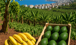 Alanya’da Tropikal Meyve Patlaması: 40’tan Fazla Çeşit Üretiliyor