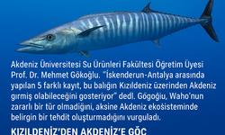 Alanya ve Gazipaşa Açıklarında Tropik Misafir: Wahoo Balığı Görüldü