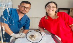 Alanya Belediyesi’nden Bir İlk: Çene Kırıklı Kedi Sağlığına Kavuştu