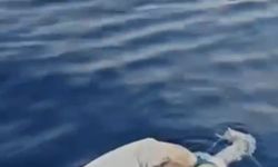 Uluslararası Deniz Yolunda Skandal: Gemiden Atılan Ölü İnek Gazipaşa Açıklarında Bulundu