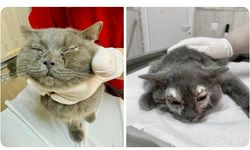 Can Dostumuzun Gözleri Alanya Belediye Veterinerleriyle Kurtuldu