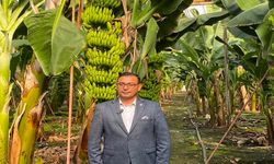 Alanya’da Jandarmanın Koruduğu Avokado ve Muz, Market Rafında İthal ile Yarışıyor. Göktepe: “Hasatta ithalat durdurulsun