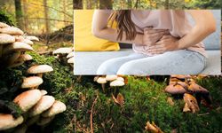 Alanya’da Mantar Zehirlenmesi: Dördü Hastanelik Oldu, İki Kişinin Durumu Ciddi