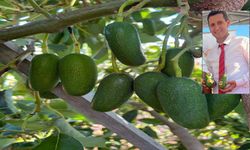 Avokado Üreticileri Dertli: “Yakalanıyorlar, Ertesi Gün Serbest”