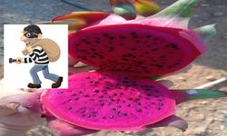 Gazipaşa’da Ejder Meyvesi Seraları Soyuldu: 1 Ton Ürün Çalındı