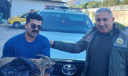 Alanya’da Doğaya Duyarlı Müdahale: Yaban Keçisi Yavrusu Kurtarıldı