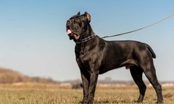 Cane Corso Sahiplenmeden Önce Bilmeniz Gereken Her Şey (Detaylı Rehber)