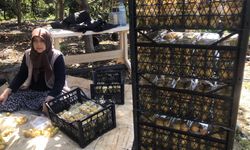 Alanya’da Baharın Habercisi: İlk Muşmulalar Hale Gönderildi