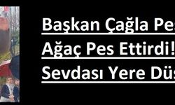Başkan Çağla Peşindeydi, Ağaç Pes Ettirdi! Çağla Sevdası Yere Düşürdü