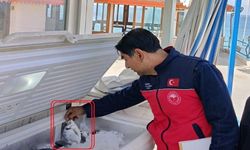Alanya’da Balıkta ‘Boy’ Krizi: Santim Kaçtı mı Yandın!