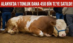 Kurbanlıkta Rekor Alanya’da! “Paşa Dana”ya Servet Ödendi