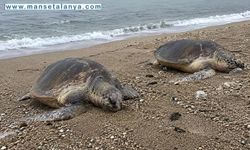 Alanya Sahillerinde Üzücü Manzara: İki Caretta Caretta Ölü Bulundu