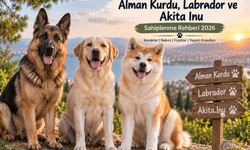 Alman Kurdu, Labrador ve Akita İnu Sahiplenme Rehberi 2026
