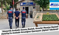Alanya’da avokado sezonu açıldı, hırsızlar da mesaiye başladı!