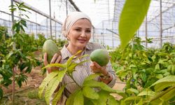 Alanya’da Tropik Fırtına Esti! 679 Gramlık Avokado Şampiyon Oldu