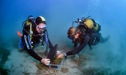 Antalya’nın Deniz Altı Yaşamı Yeniden Canlandırılacak
