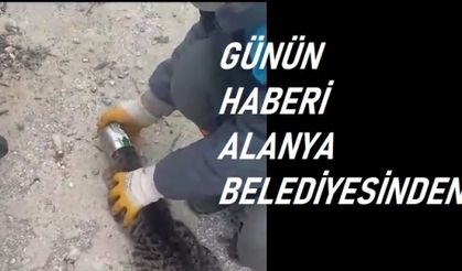 ALANYA'DA KEDİ KURTARILDI