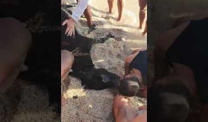 ALANYA DA BOĞULAN EŞEK SUNİ TENEFFÜSLE KURTARMAYA ÇALIŞTILAR 