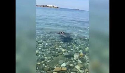 ALANYA'DA CARETTA CARETTALAR YUMURTA BIRAKMAYA BAŞLADI