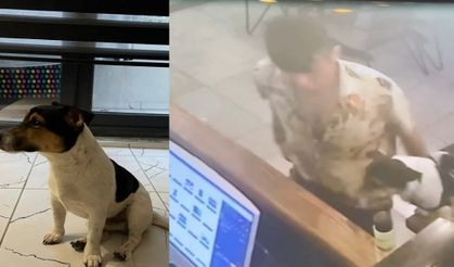 ALANYA'DA YAŞAYAN RUS UYRUKLU KADININ KÖPEĞİ GİTİĞİ RESTORANIN YANINDA ÇALINDI. GÜVENLİK KAMERALARINI YAKALANDI