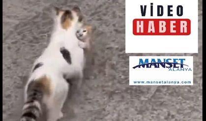 Alanya’da yürek ısıtan anlar: Anne kedi yavrusunu güvenli yere taşıdı