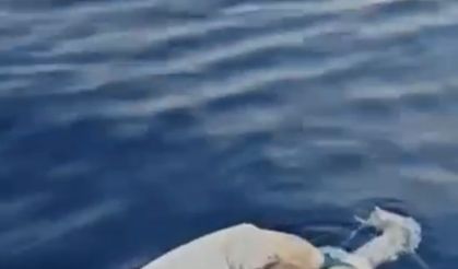 Uluslararası Deniz Yolunda Skandal: Gemiden Atılan Ölü İnek Gazipaşa Açıklarında Bulundu