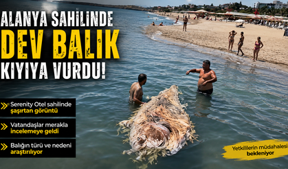 Serenity Otel Sahilinde Şaşırtan Görüntü: Dev Balık Karaya Yaklaştı