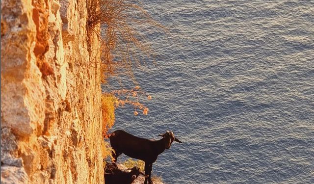 Alanya Kalesi'nde Dağ Keçilerinin Şovu Turistleri Büyülüyor